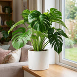 Monstera Plant Live, Rare Tropical Philodendron Indoor Live Plant, Low Maintenance Houseplant 4-8 Inches (Deliciosa Monstera)