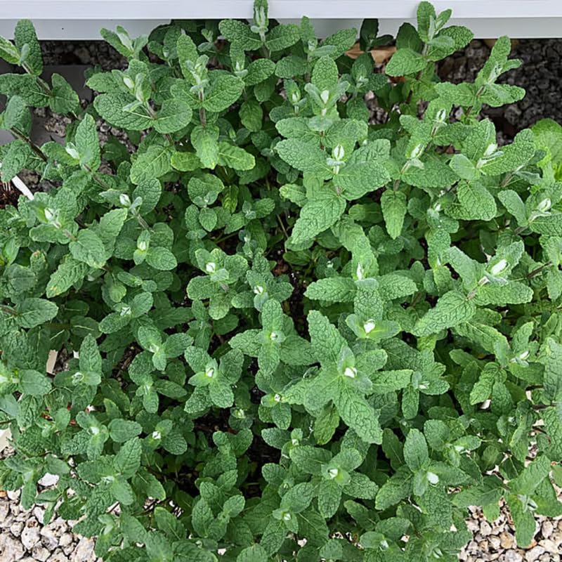2 Strawberry Mint Plants Live Clumps Potted, Size 5-9" in Tall, Fresh Mints Herb for Indoor Outdoor Growing, Culinary Gardening, Cold Hardy and Fast-Growing