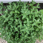 Big Clumps Strawberry Mint Plants Live in Pot, Well-Rooted Herb for Home Gardens, Heirloom Mint Indoor Outdoor, Fresh Mints