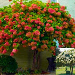 Pink Red to White Hydrangea Plants Live in Pot, Hydrangea Live Plants Change Color Perennial Planting Indoor Outdoor, Long Lasting Blooms Flower Hydrangea