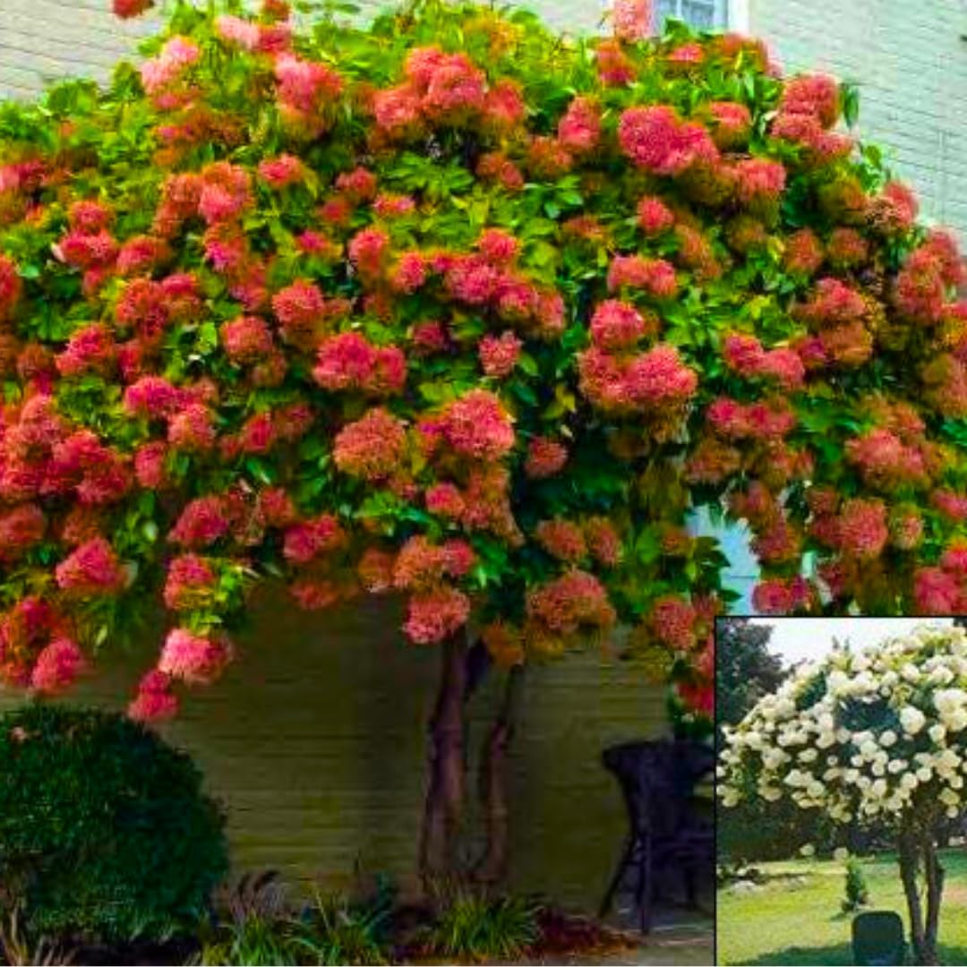 Pink Red to White Hydrangea Plants Live in Pot, Hydrangea Live Plants Change Color Perennial Planting Indoor Outdoor, Long Lasting Blooms Flower Hydrangea