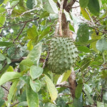Soursop Annona Tree Live Plant, Starter Size 5”-10” Seedling No Pot, Hardy, Tropical Flavor