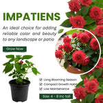 Impatiens Plant Live, Red Double Impatiens Plant, 4-8 Inches Tall, Vibrant Perennial Flowers for Containers, Hanging Baskets and Garden Borders