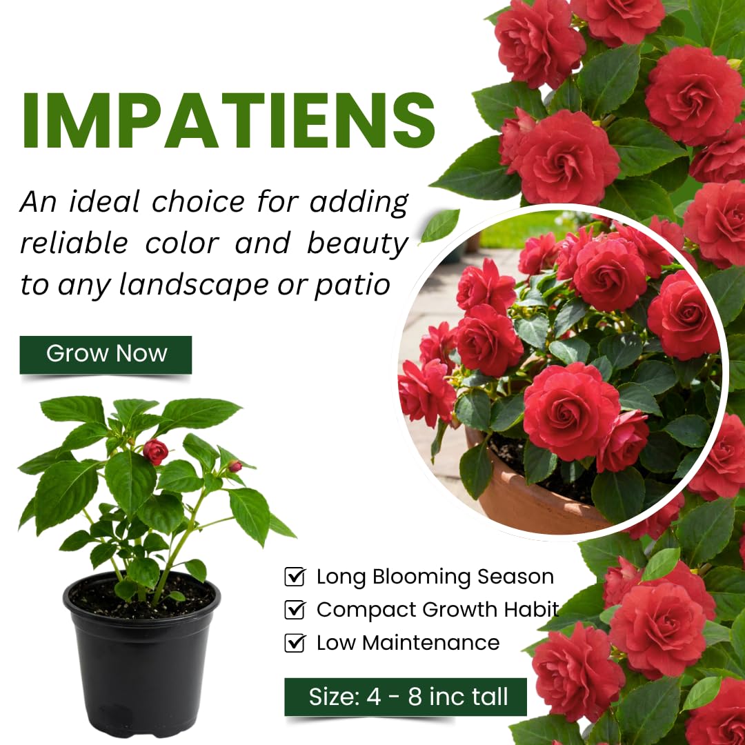 Impatiens Plant Live, Red Double Impatiens Plant, 4-8 Inches Tall, Vibrant Perennial Flowers for Containers, Hanging Baskets and Garden Borders