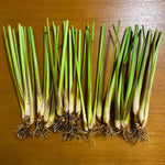Set 2 Lemon Grass Live Plants, 10 Inc Tall from Bottom Pot, Live Lemon Grass for Outside Planting, Lemongrass Plants, Live Lemongrass Plants Indoor Outdoor