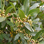 Bay Leaf Tree 5-7 inch, Sweet Bay Laurel Live Plant, Laurus Nobilis Ready to Grow Outdoor