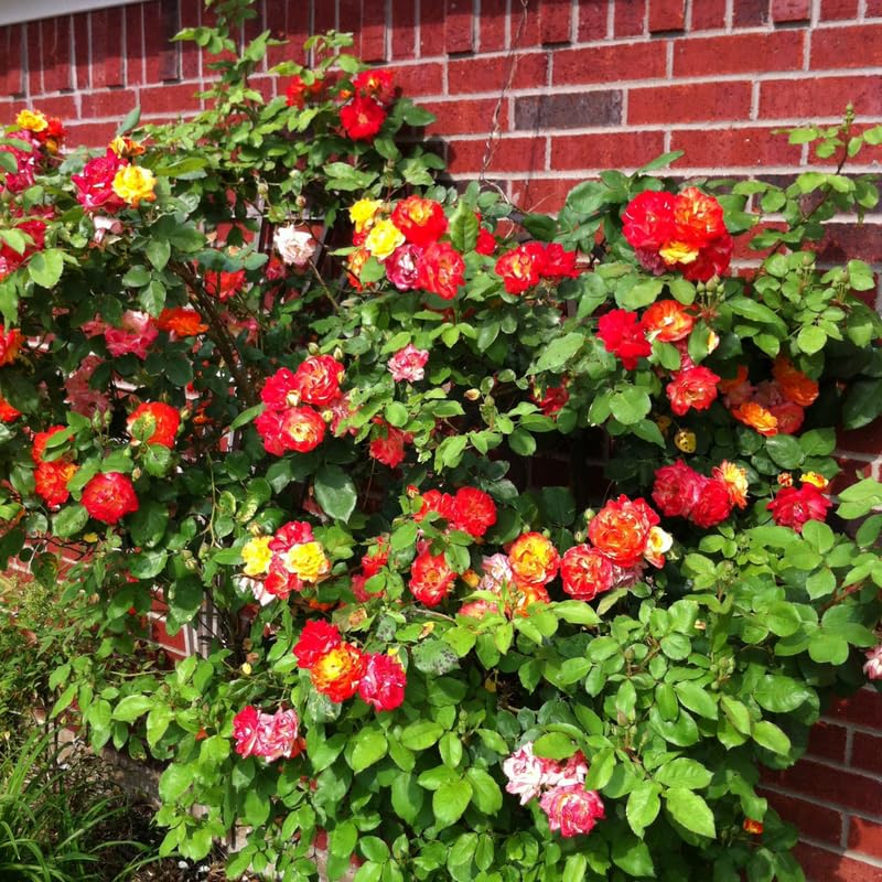 Rose Climbing Live Starter Plant, Fragrant Multi Color Climbing Rose for Planting Outdoor, No Pot, 5-9 Inc in Tall