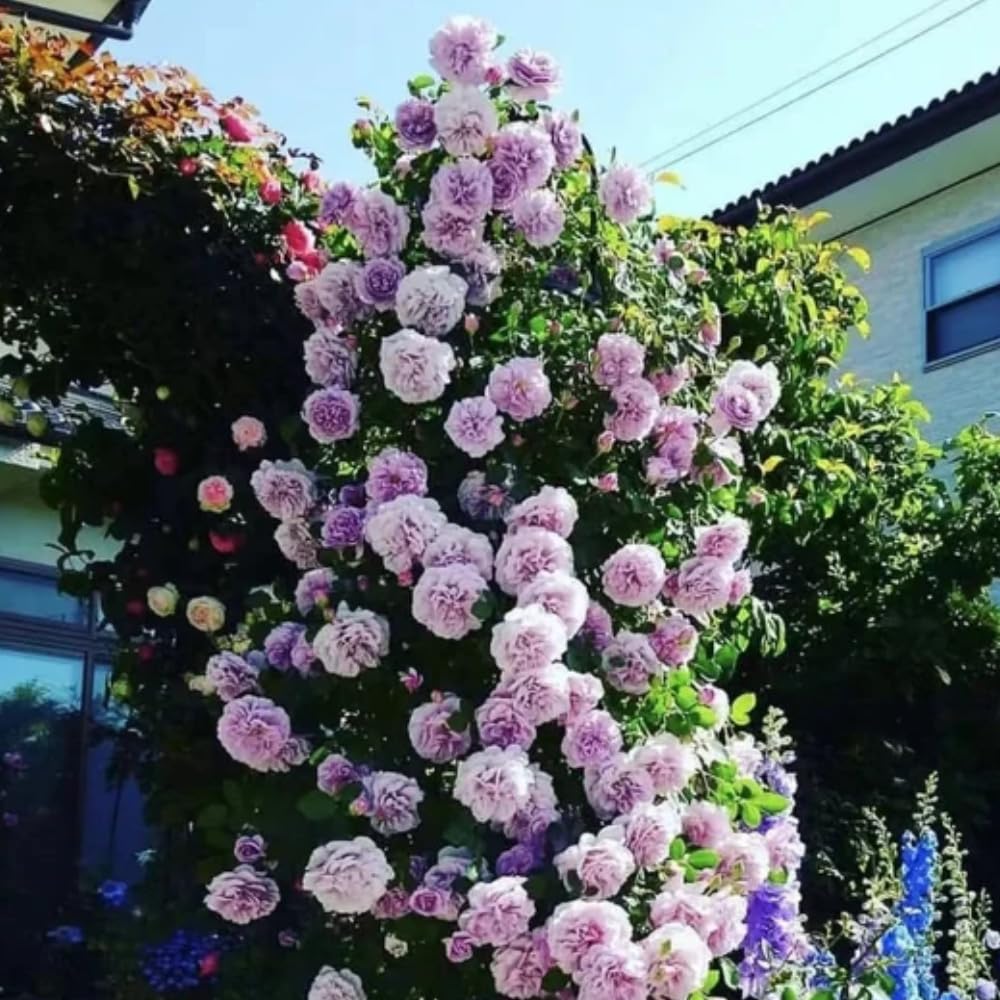 Rose Plant Live, Rose Bush Live Plant, Fragrant Flowers Ready to Plant, 5-9 Inch Height, Well-Rooted, No Pot (Light Purple Rose)