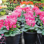 Random Cyclamen Plant Live, Flowering Houseplant, 4" Pot