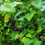 Currant Bush Live Plant for Planting, 6 to 9 Inc Long, Black Currant Plant Live Gardening