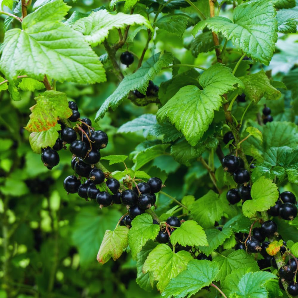 Currant Bush Live Plant for Planting, 6 to 9 Inc Long, Black Currant Plant Live Gardening