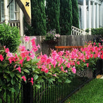 2 Pink Mandevilla Plants Live, Trailing Mandevilla Vine for Outdoor Planting, 4-6 Inch Tall Live Flowering Vine for Trellis or Containers