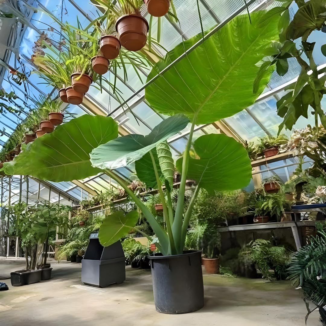 Jack Giant Colocasia Live Plant, 5 to 8" in Tall, Taro Elephant Ear Alocasia Esculenta Live Plant for Planting, Live Colocasia Houseplant