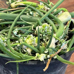 Pack 20 Egyptian Walking Onions Bulbs for Planting Outdoors Indoors, Heirloom Onion Bulbs