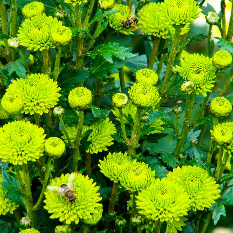 Pack 3 Green Chrysanthemum Plants, Mums Plants Live, 3 to 6 Inch Tall Garden Mum Live Plant, Vibrant Fall Blooms, Hardy Chrysanthemum Flowers, No Pot