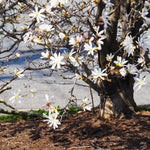 Magnolia Tree, Magnolia Flowering Shrub Bush in 2.5'' Pot, Well Rooted Magnolia to Grow in Container, Garden (Star Magnolia)