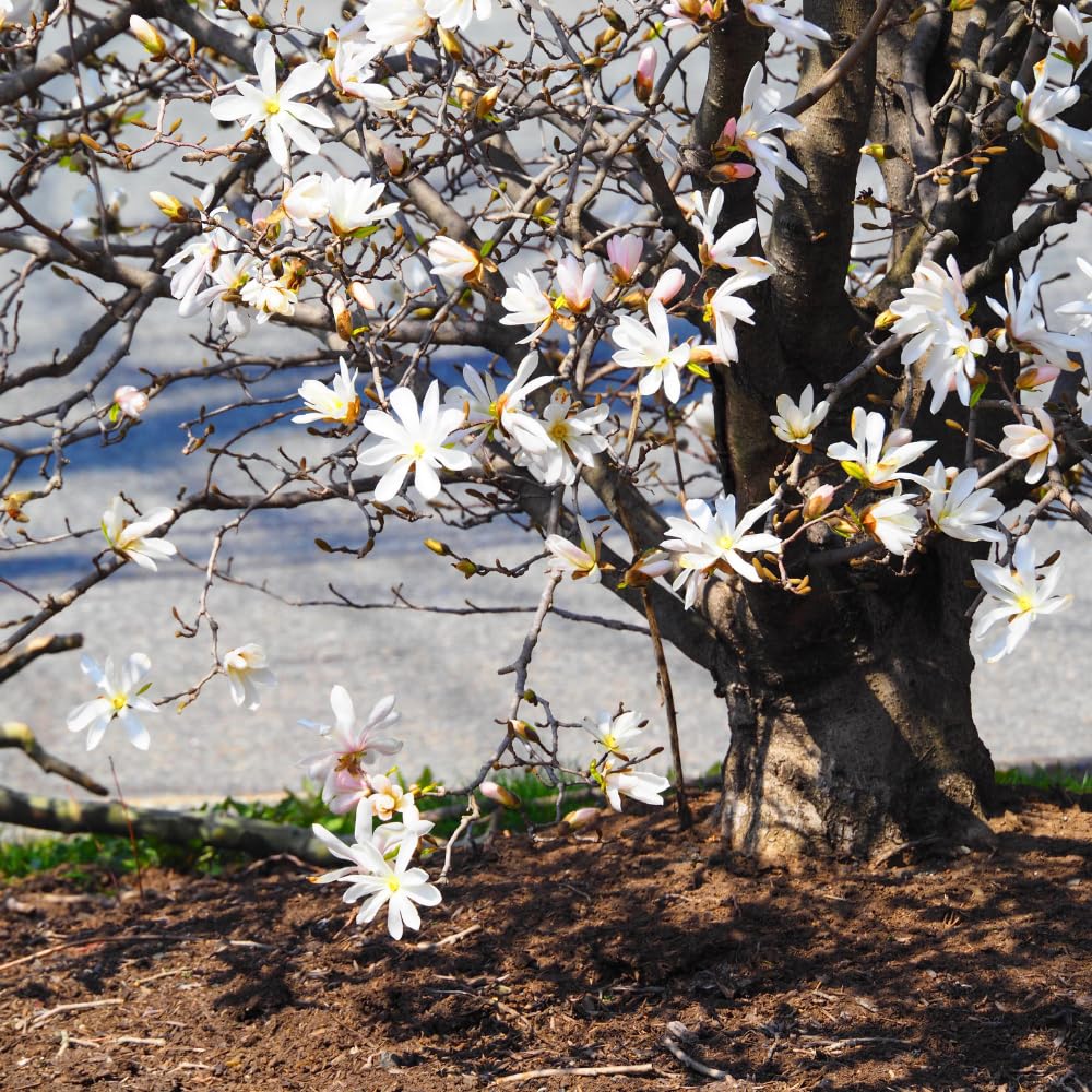 Magnolia Tree, Magnolia Flowering Shrub Bush in 2.5'' Pot, Well Rooted Magnolia to Grow in Container, Garden (Star Magnolia)