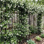 2 Grandiflora Jasmine Live Plants, Fragrant Flowering Shrubs, 4-6" Tall