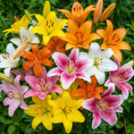 Pack of 4 Mix Lily Bulbs for Planting, Bright Sunny Blooms, Summer Flowering Perennial Garden Flowers, Lily Bulbs for Containers and Outdoor Garden