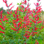 2 Vibrant Sage Salvia Live Plants, Fragrant Perennial Sage Plants Live for Spring Planting, Summer Planting, 5 to 10 Inches in Tall, (Pineapple)
