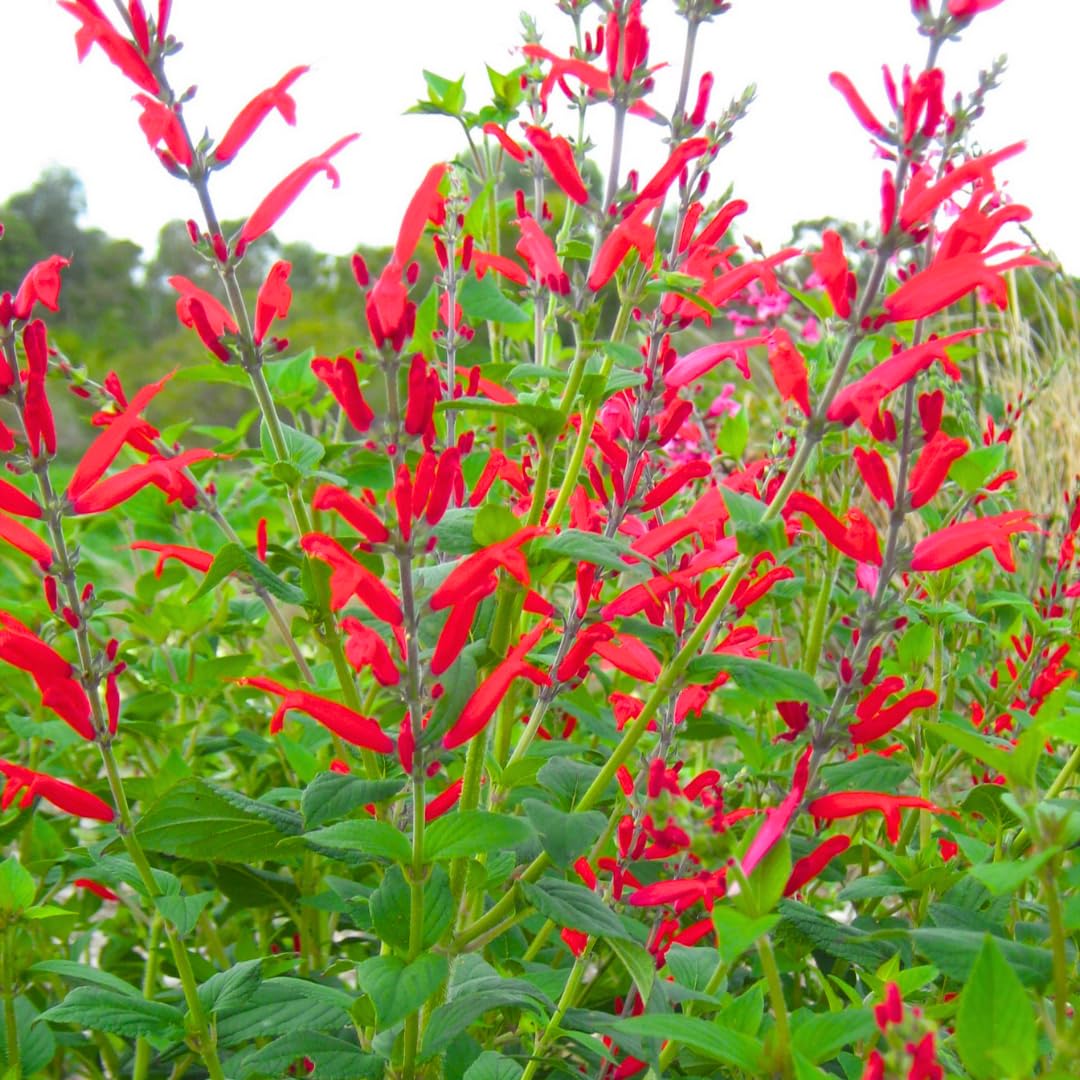 2 Vibrant Sage Salvia Live Plants, Fragrant Perennial Sage Plants Live for Spring Planting, Summer Planting, 5 to 10 Inches in Tall, (Pineapple)