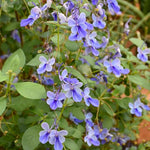 2 Clerodendrum Live Plants 4-7 Inches, Trailing Light Bulb Flowering Shrub, Indoor or Outdoor Ornamental (Blue Butterfly)