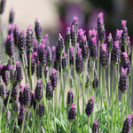 Lavender Live Plant, Lavender Plants, Perennial Purple Flowers, 4-7 inches in Height, 4 inch Pot for Planting