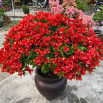 Sets 3 Climbing Bougainvillea Plants Live for Full Sun Trellis Tree, Shrub or Vine Bougainvillea Vibrant Bloom, Very Hardy, 5-9" Tall, Vivid Red