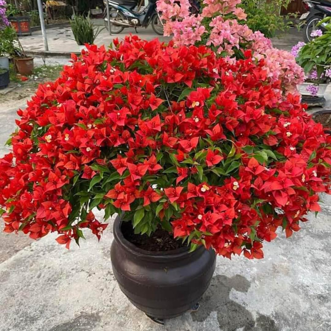 Sets 3 Climbing Bougainvillea Plants Live for Full Sun Trellis Tree, Shrub or Vine Bougainvillea Vibrant Bloom, Very Hardy, 5-9" Tall, Vivid Red