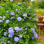 Set 2 Pots Blue Plumbago Plants, 4-6" Tall Plumbago Live Plant in 4 Inch Pot, Great for Trellis, Containers, Perennial Hardy Blue Flower Plant