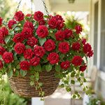 Impatiens Plant Live, Red Double Impatiens Plant, 4-8 Inches Tall, Vibrant Perennial Flowers for Containers, Hanging Baskets and Garden Borders