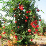 Live Pomegranate Plant, 5–8 Inch Seedling for Garden and Outdoor Growing, Pomegranate Tree for Spring Planting
