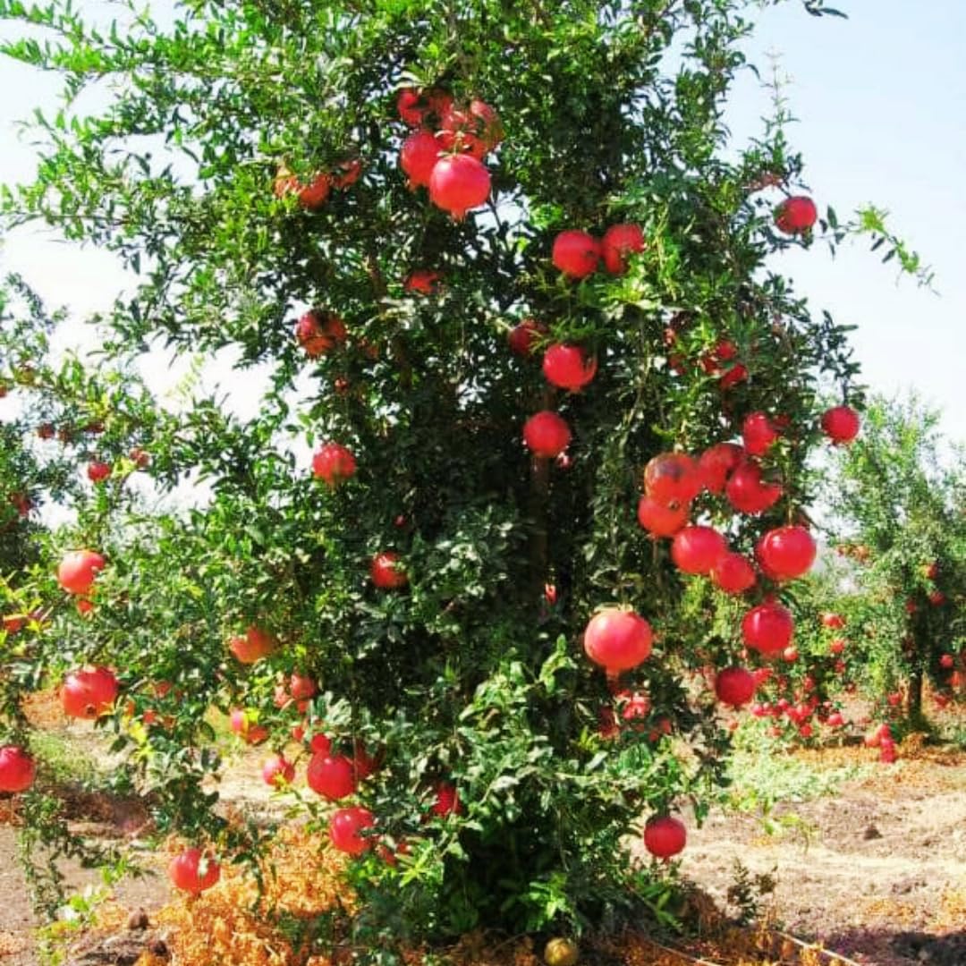 Live Pomegranate Plant, 5–8 Inch Seedling for Garden and Outdoor Growing, Pomegranate Tree for Spring Planting