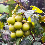 Bronze Grape Vine Live, 5-9" Tall Well-Rooted for Outdoor Gardens, Hardy Grape Fruit Perennial, No Pot
