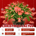 2 Salmon Christmas Cactus Live Plants, Easy Care Houseplant, 4-7'' Tall