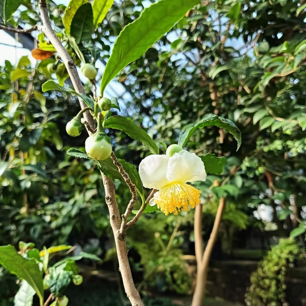 Camellia Plants Live, Camellia Sinensis Live Plant, Tea Tree Plant, Green Foliage Shrub for Planting, 5-7 Inches Tall