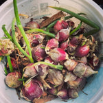 5 Egyptian Walking Onions Plants Live for Planting Outdoors Indoors Garden, Cold Hardy Vegetable Live Plant Indoor, from 4 Inches Tall