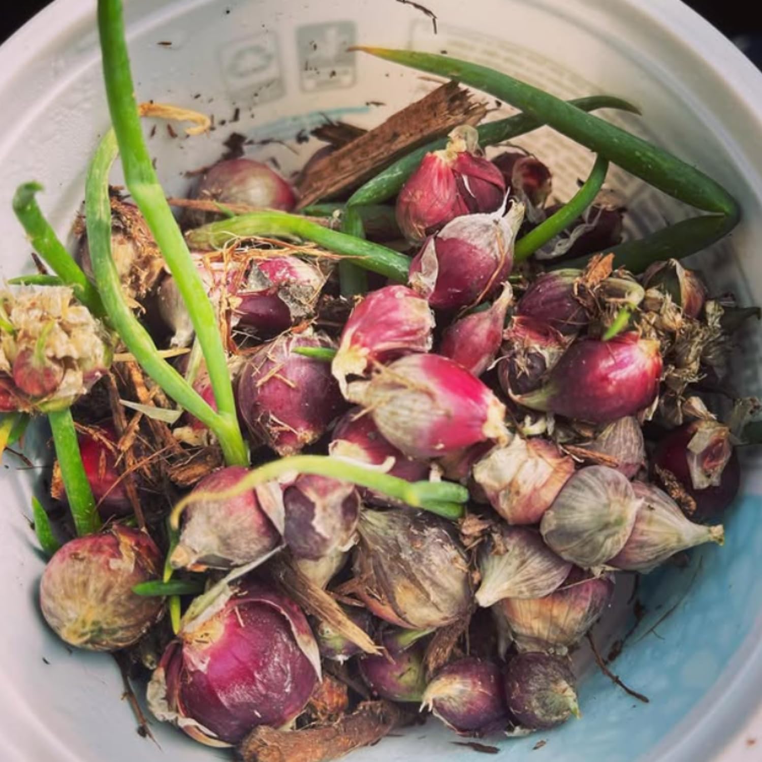 5 Egyptian Walking Onions Plants Live for Planting Outdoors Indoors Garden, Cold Hardy Vegetable Live Plant Indoor, from 4 Inches Tall