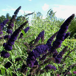 Black Butterfly Bush Buddleia Butterfly Plant Live, 4-9" Tall Well-Rooted for Outdoor Gardens, Perennial Shrub, No Pot