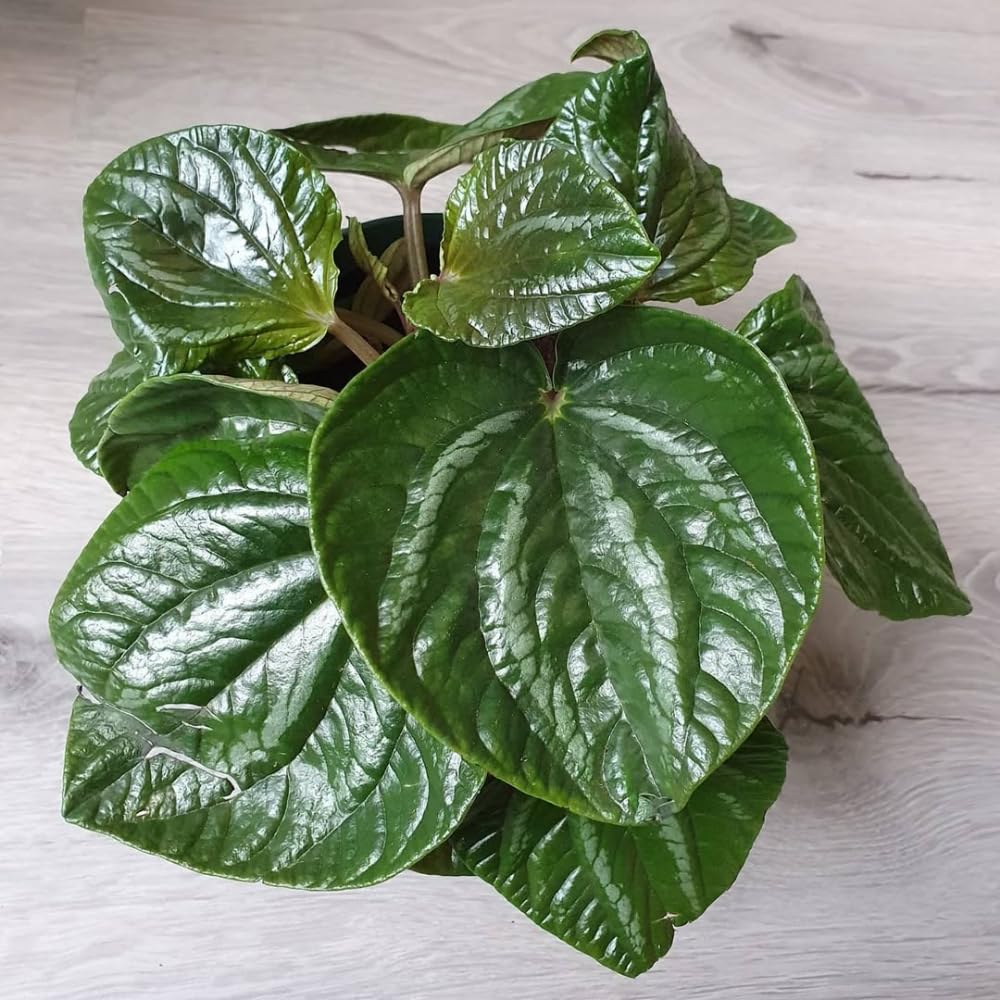 Peperomia Watermelon Live Plant, Peperomia Live Indoor Plant, Dark Green Ripple Leaf, 5-7 Inches Tall for Growing