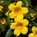 Jasmine Plant Live, Yellow Jasmine Live Plant Between 5 and 7 Inc Tall Outdoor Planting Indoor