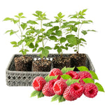 4 Hardy Raspberry Trees Live Plants, Purple Everbearing Raspberries Bushes Plants 5 to 10 Inc Tall, Well-Rooted, No Pot, Sweet Flavor (Caroline Red)