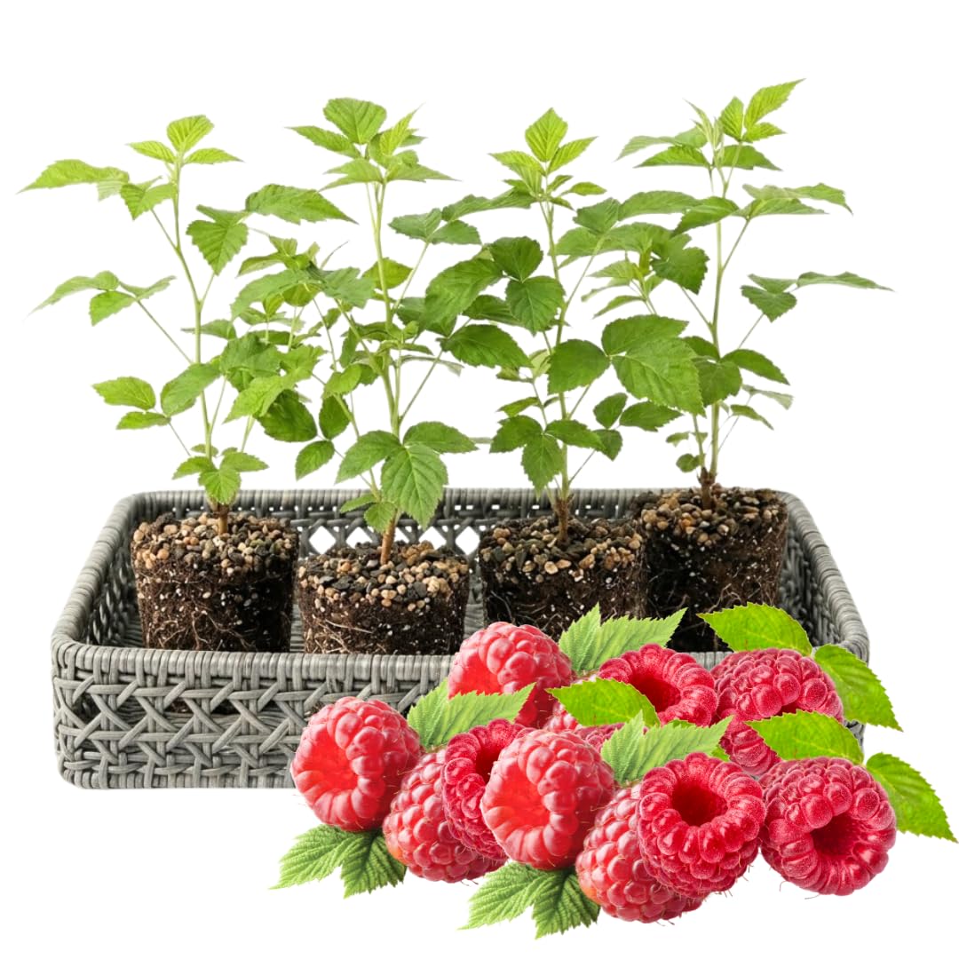 4 Hardy Raspberry Trees Live Plants, Purple Everbearing Raspberries Bushes Plants 5 to 10 Inc Tall, Well-Rooted, No Pot, Sweet Flavor (Caroline Red)