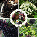 3 Black Elderberry Plants Live for Growing 6 to 12 Inch Height, American Elderberry Bush Live Plants, Sweet Fruit Trees