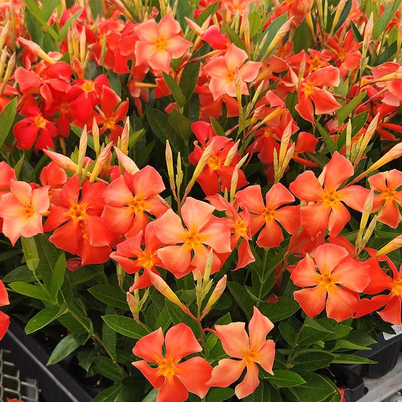 2 Orange Mandevilla Live Plants, Flowering Mandevilla Plants, 5-9” Tall, Mandevilla Trellis Vines for Outdoor Garden and Containers