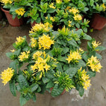 3 Live Ixora Plants, 5-7 Inc, Yellow Ixora Live Plant, Tropical Shrub Plant for Gardening