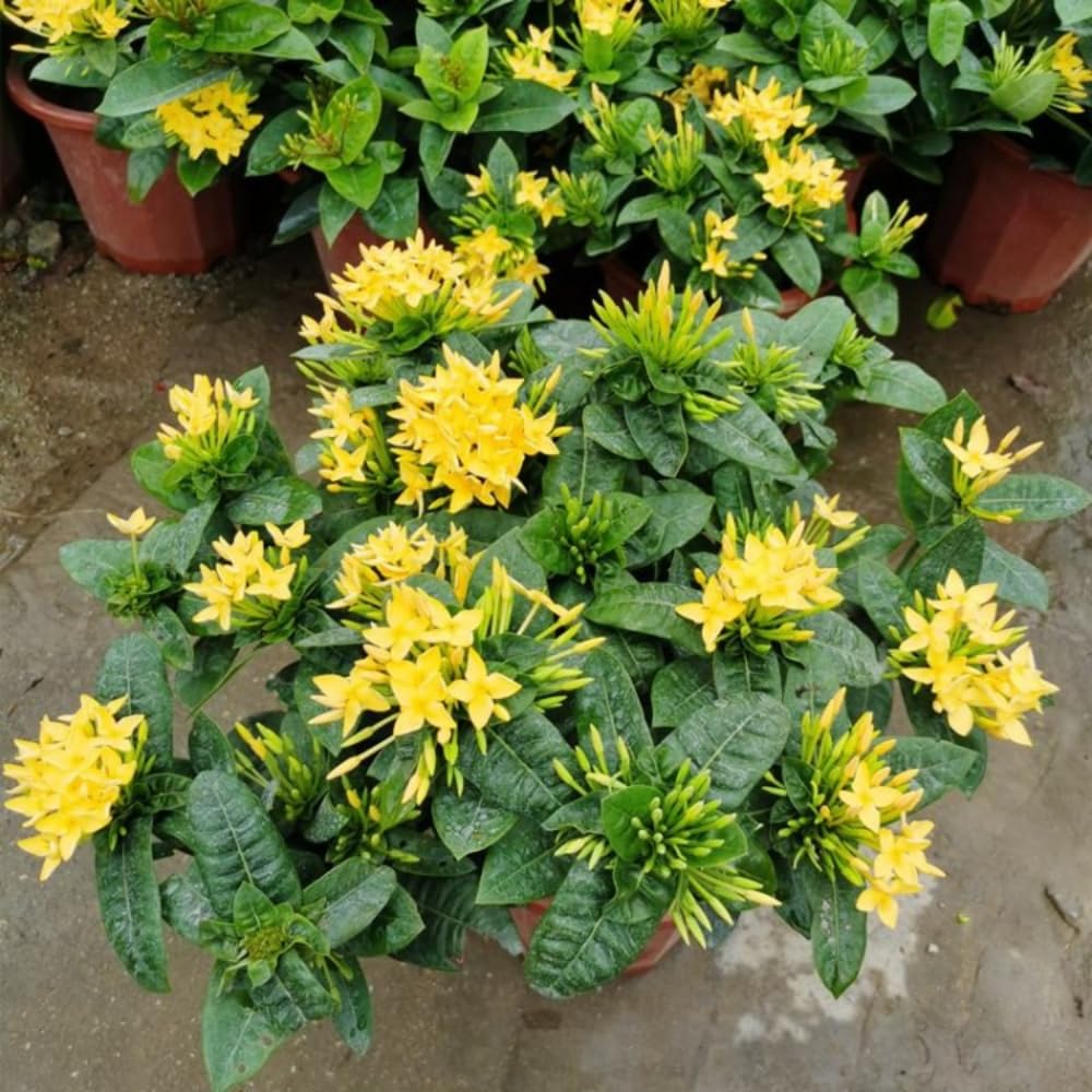 3 Live Ixora Plants, 5-7 Inc, Yellow Ixora Live Plant, Tropical Shrub Plant for Gardening