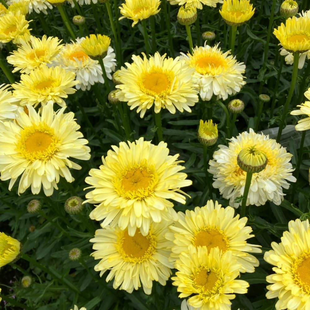 Yellow Daisy Plant, 2-5" Daisies Flower Starter Plant, Hardy Flowering Daisy Plants, Perennial Daisies Plants for Garden, Containers, Rooted in Soil, No Pot