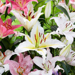 Set 4 Mixed Oriental Lilies Bulbs, Lily Bulbs, Flowering Bulb for Outdoor Garden Beds and Containers