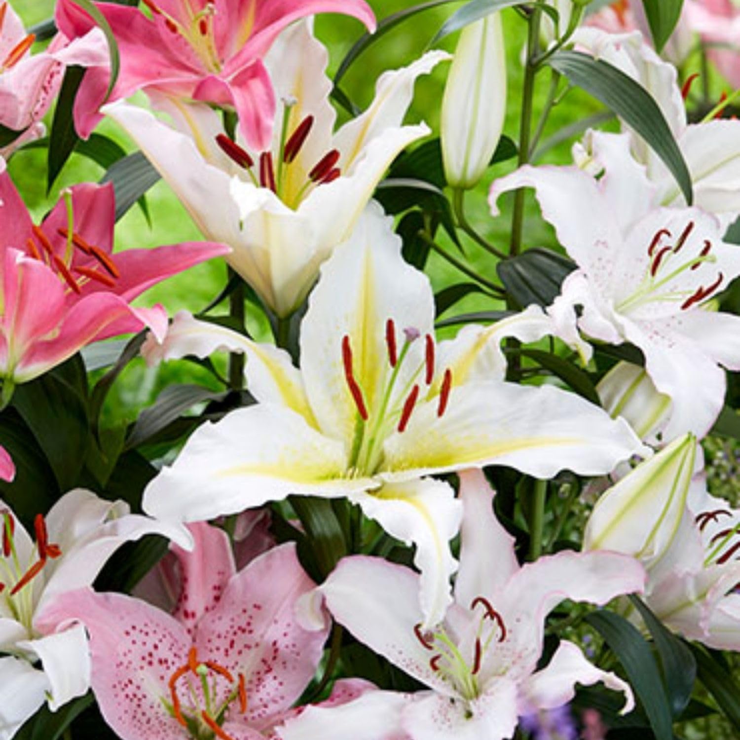 Set 4 Mixed Oriental Lilies Bulbs, Lily Bulbs, Flowering Bulb for Outdoor Garden Beds and Containers